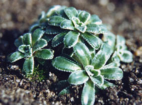 Saxifraga sp